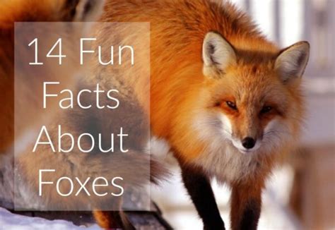 狐狸|Foxes: Facts & Pictures